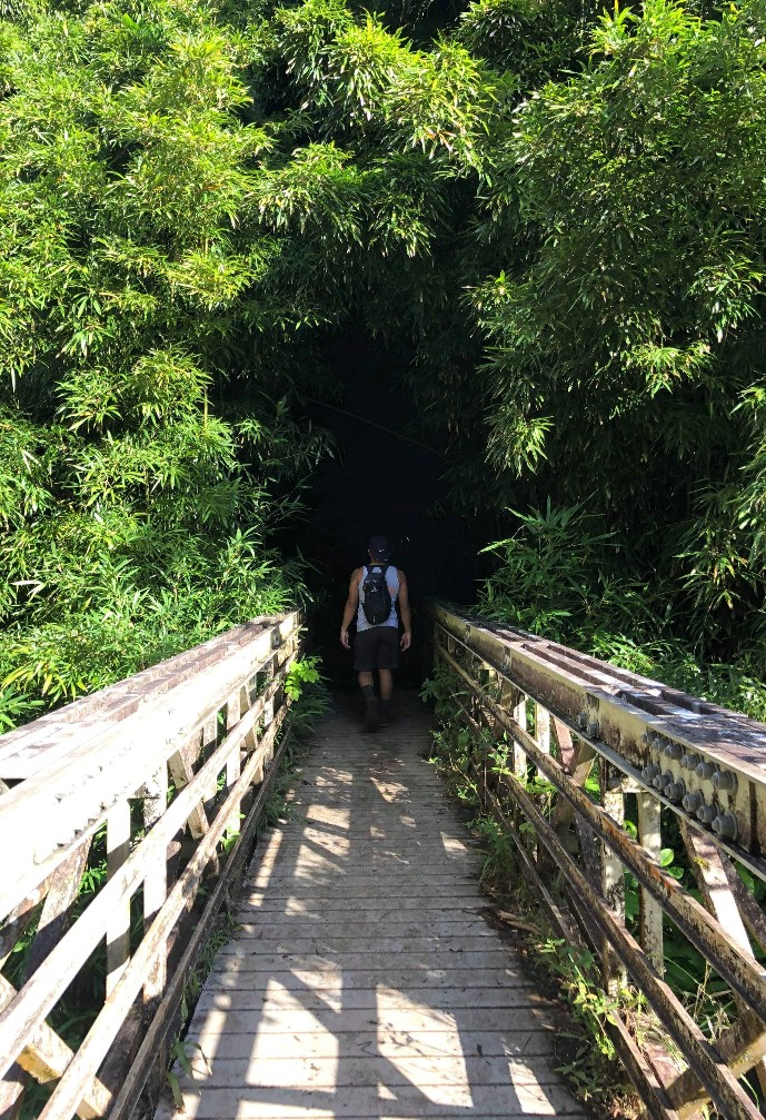 hiker walking away from camera across a wooden bridge and into a Hawaiian bamboo forest