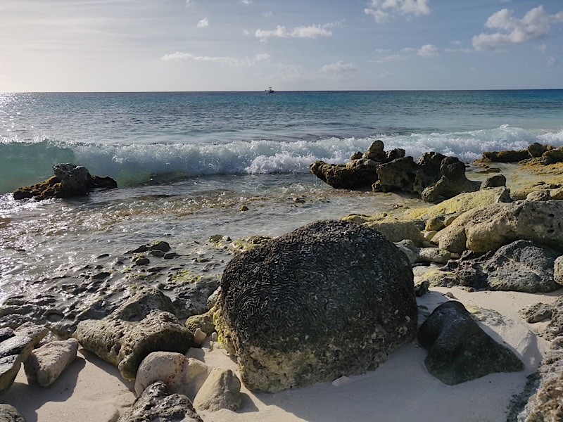 A piece of coral on the shores of Bonaire. Waves crashing in the background