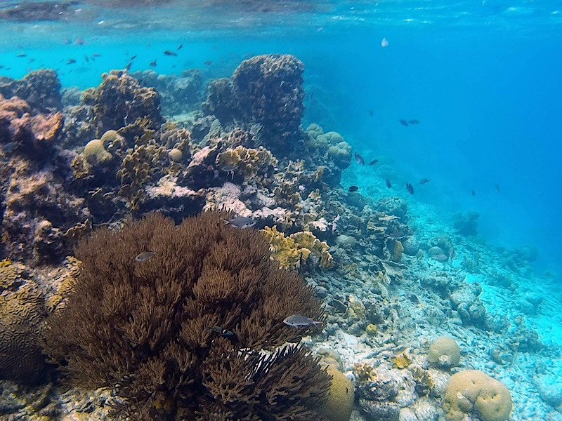 underwater shot of coral reef & fish in Bonaire