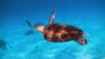 small sea turtle swimming in the ocean